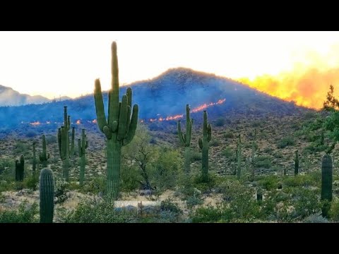 image-Where is the White Tank fire?