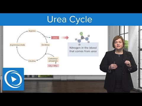 Urea Cycle – Med-Surg | Lecturio Nursing