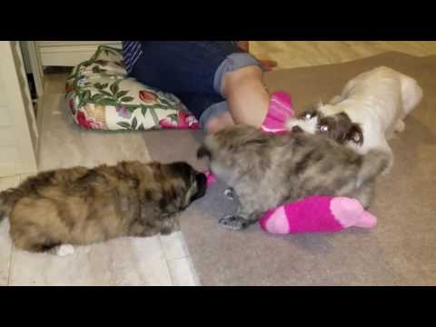 Feany, Tip and Agador