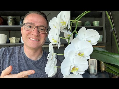 How to cut a Phalaenopsis orchid flower spike to encourage REBLOOM!