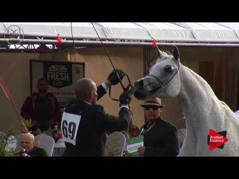 N.69 PILAROSA - Radom 2017 - 7 Years Old and older Mares (Class 8)