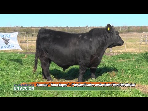 Cabaña Don Goyo La Oca Previa Remate ENTRE ANGUS 2021- Julian Pessolani