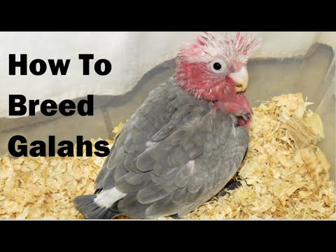 How to Breed the Galah: Expert Tips from Tony Silva  Egg Breaking Behavior Explained