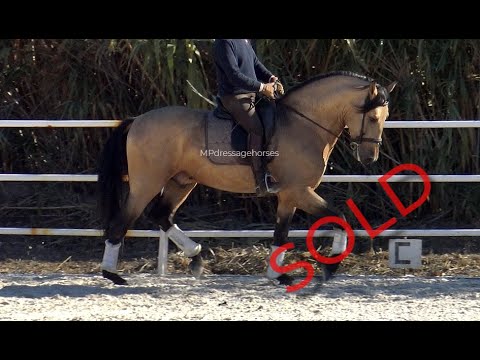 **SOLD** Buckskin Andalusian PRE Stallion 2017 - 1,63 m | #MP387