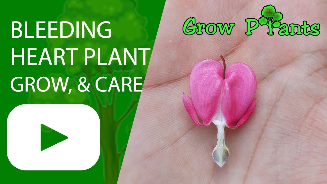 Bleeding heart plant - growing, caring and facts ( Lamprocapnos spectabilis)