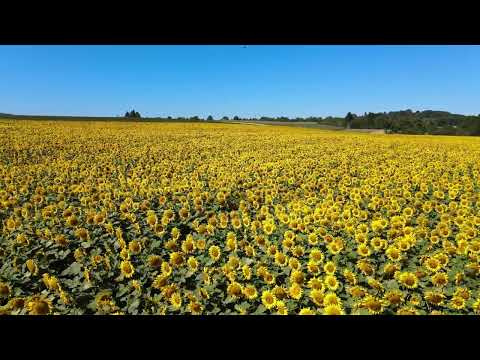Beautiful Yellow Sunflowers in 4K UHD - Love the Nature