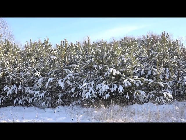 Операция «Ель» и большие штрафы