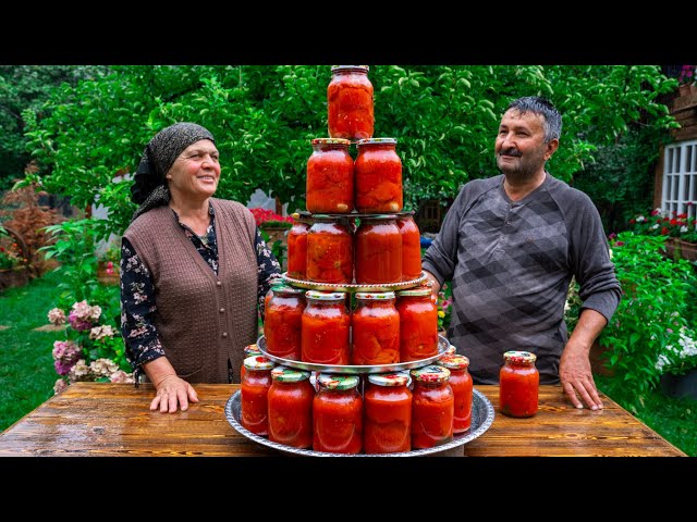 Fresh Tomatoes Harvesting from Garden and Preserving for Winter