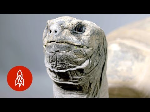 この亀は私たちのすべてよりも長生きする (This Tortoise Will Outlive Us All)