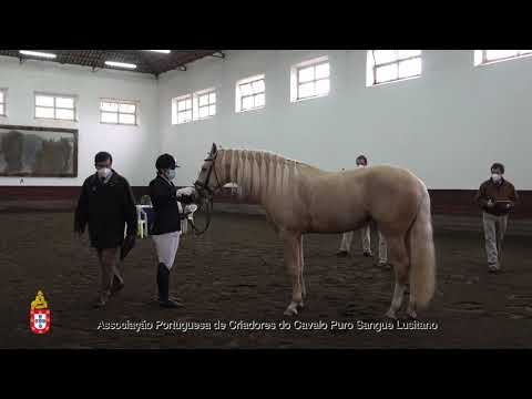 210202 1 Jupiter - Aprovação de Garanhões