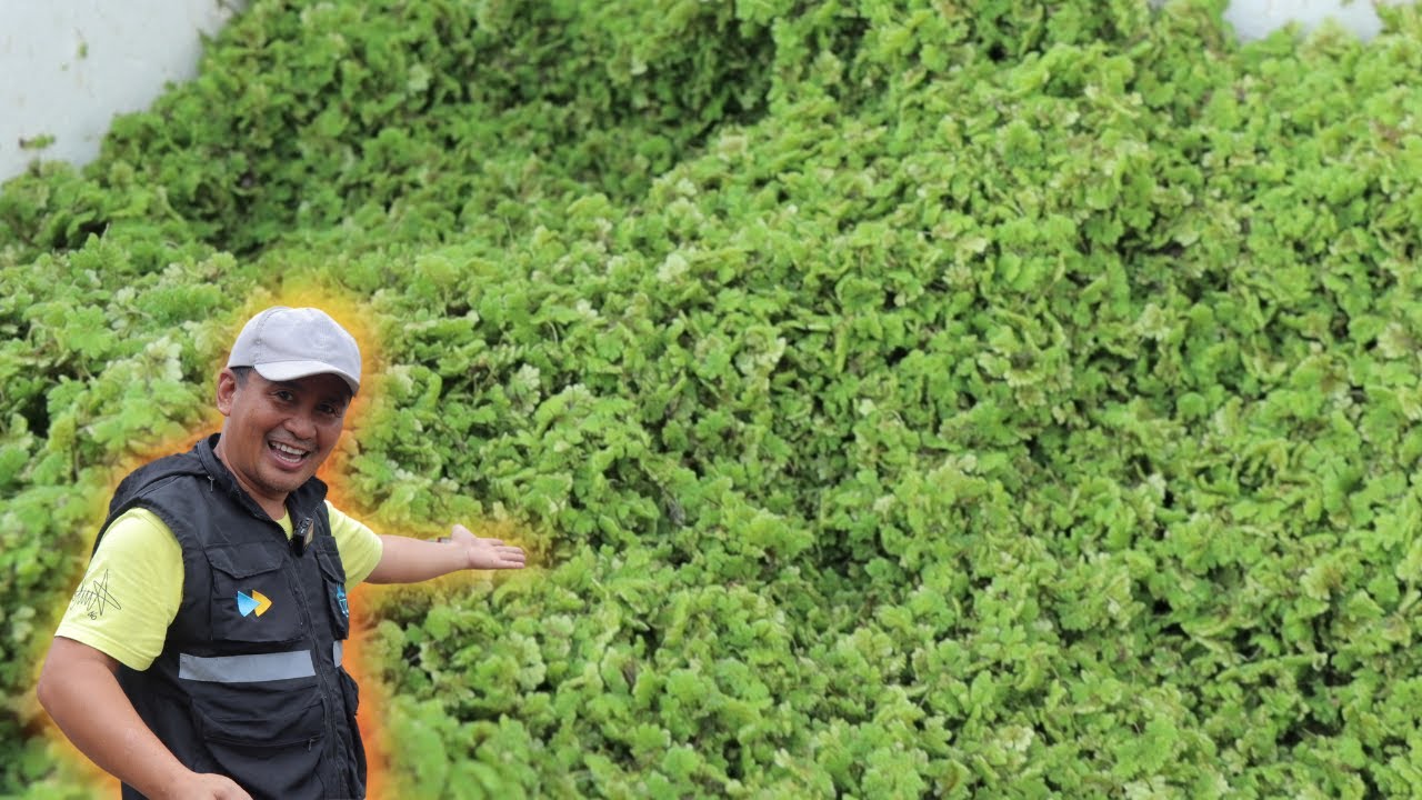 Amazing Azolla Harvest: A Sustainable & Nutritious Food Source for Your Pets!