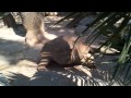 Galapagos Tortoise Walking By Gladys Porter Zoo