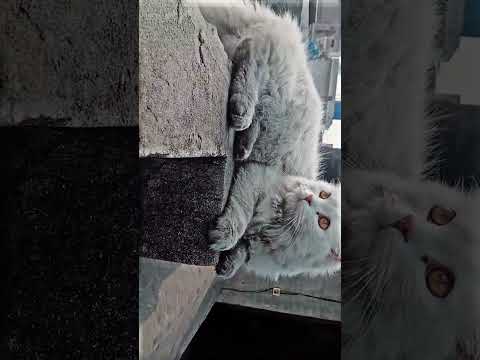 #foryou #shorts #viral #trendingshorts