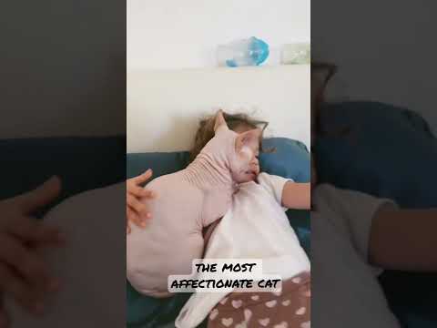 the most affectionate cat at our cattery | funny pets video
