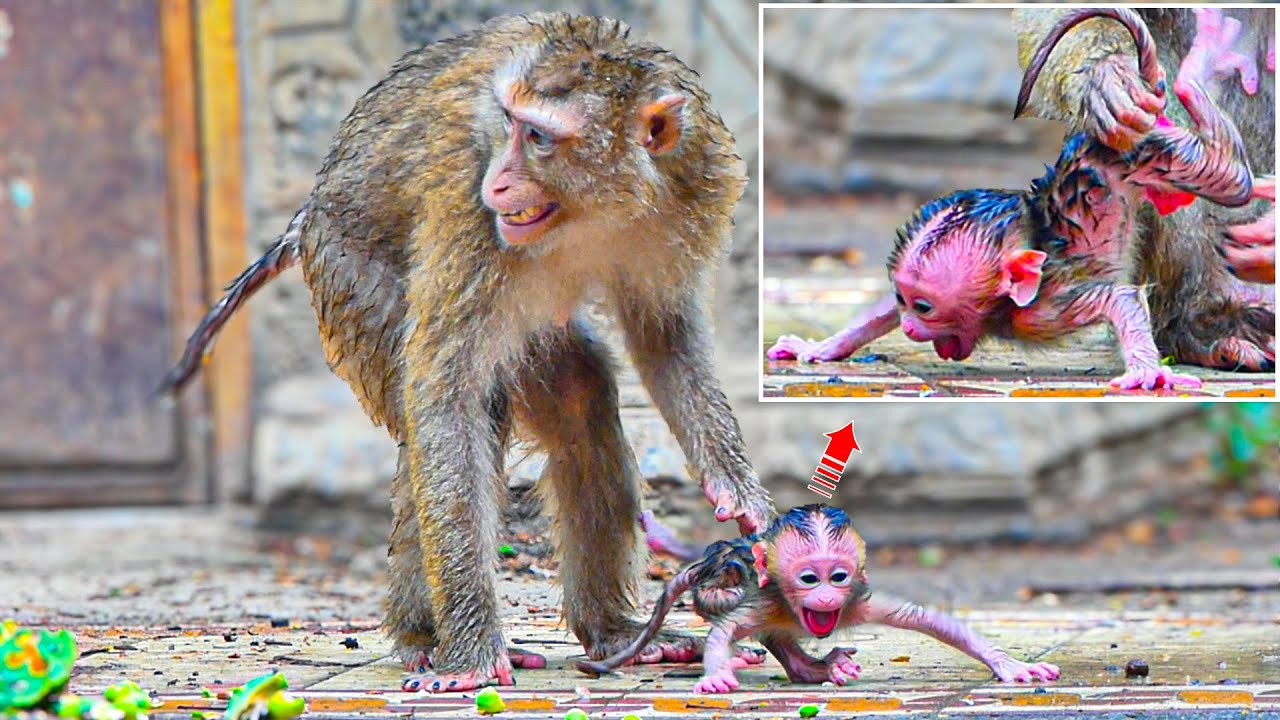 なぜ母親は生まれたばかりの赤ちゃんにいつもこんなことをするのでしょうか？