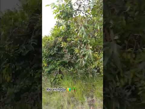 Rio vichada y sus hermosas playas.  #cumaribo #vichada #turismo 🔰🔰