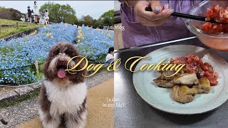 【VLOG】愛犬との暮らし｜ネモフィラのお花畑とお散歩｜おうちごはん