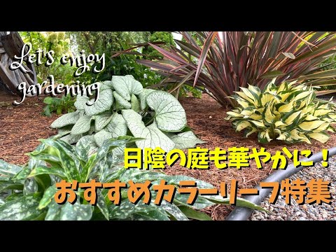 ピンクの牡丹を育てています