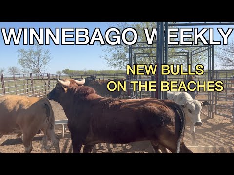 Bucking Bulls - Winnebago Weekly 82