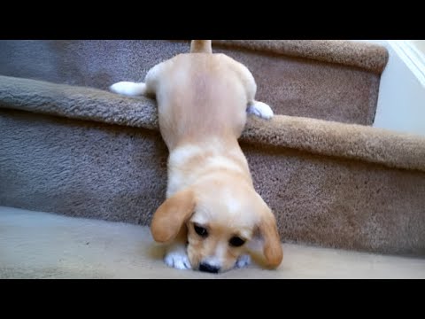 Les chiots les plus ridicules 🤣 Les vidéos d'animaux les plus drôles