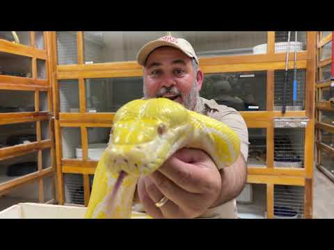 Tamest Monster Snake?? 🐍