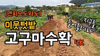 [엔피오도와도] [4k] 이웃 텃밭 고구마수확 도와드리기 / 힘겹게 호미질하는 어머님 도와드리기 프로젝트 /…
