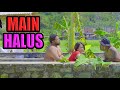 MAIN HALUS KOMEDI JAWA EPS 63
