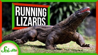Why Lizards Don't Run Marathons