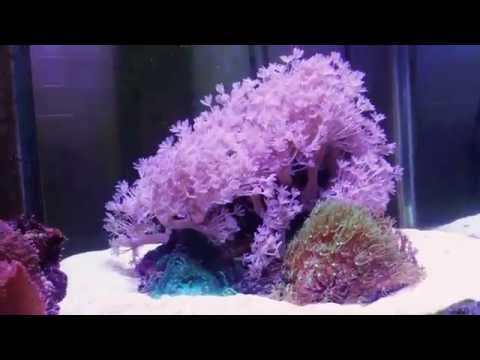 Easiest corals to keep in a reef tank (Pulsing Xenia explosion!)