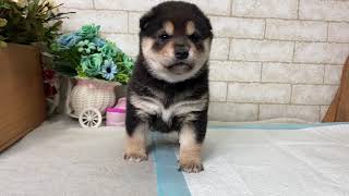 Video preview image #2 Shiba Inu Puppy For Sale in SAN FRANCISCO, CA, USA