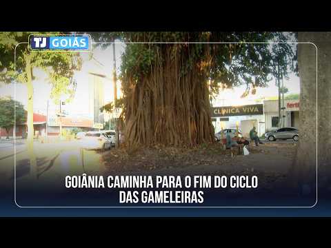 GOIÂNIA CAMINHA PARA O FIM DO CICLO DAS GAMELEIRAS