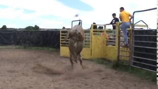 553 Hobo x 56 Little Houdini