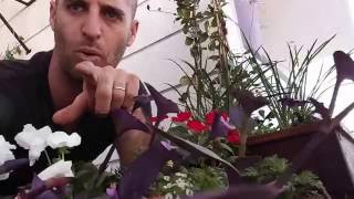 יהודי נודד - צמח חזק