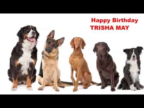 TrishaMay   Dogs Perros - Happy Birthday