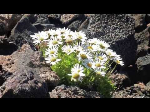 La voce toa - Canzoniere Grecanico Salentino