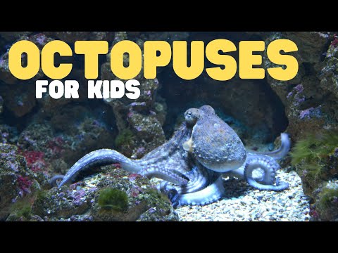Octopuses for Kids | Learn all about these eight-armed brainiacs!