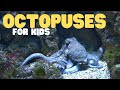 Octopuses For Kids Learn All About These Eight Armed Brainiacs