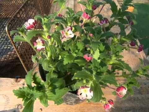 毎年恒例のフロックス 植物