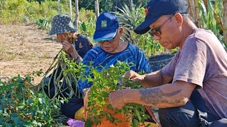 Download lagu PICKING CILLI IN THE CAUSIN GARDEN // WOMEN DO WORK LIKE VERY STRONG AND HEALTHY MEN // mp3