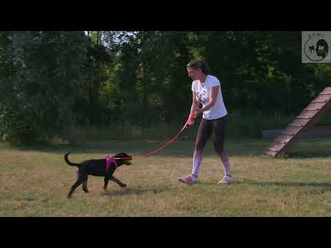 Mein Welpe zieht an der Leine! Und nun?