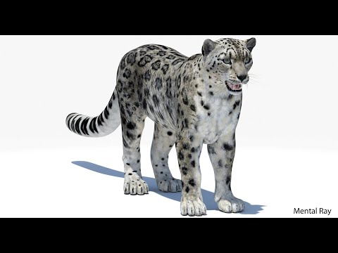 Snow Leopard 3D Model: Download - 3ds Max, Maya | PROmax3D
