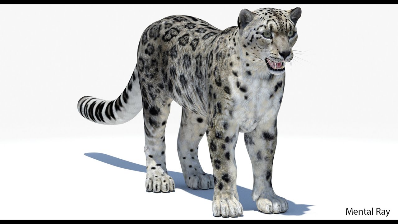 Realistic Snow Leopard 3D Model