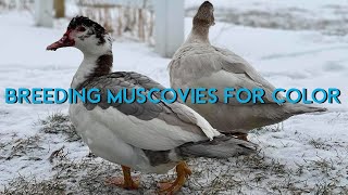 Download lagu Breeding Muscovy Ducks for Color... mp3