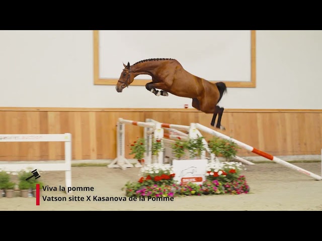 Viva la Pomme (Vatson Sitte x Kassanova de la Pomme)