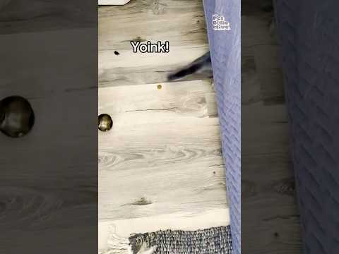 Un chat hilarant sort sa patte de sous le canapé pour voler de la nourriture.