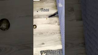 Miniature vidéo