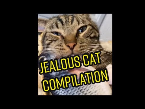 JEALOUS CAT COMPILATION