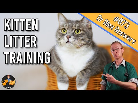 How To: Kitten Litter Training Tips - Train them FAST! - Cat Health Vet Advice