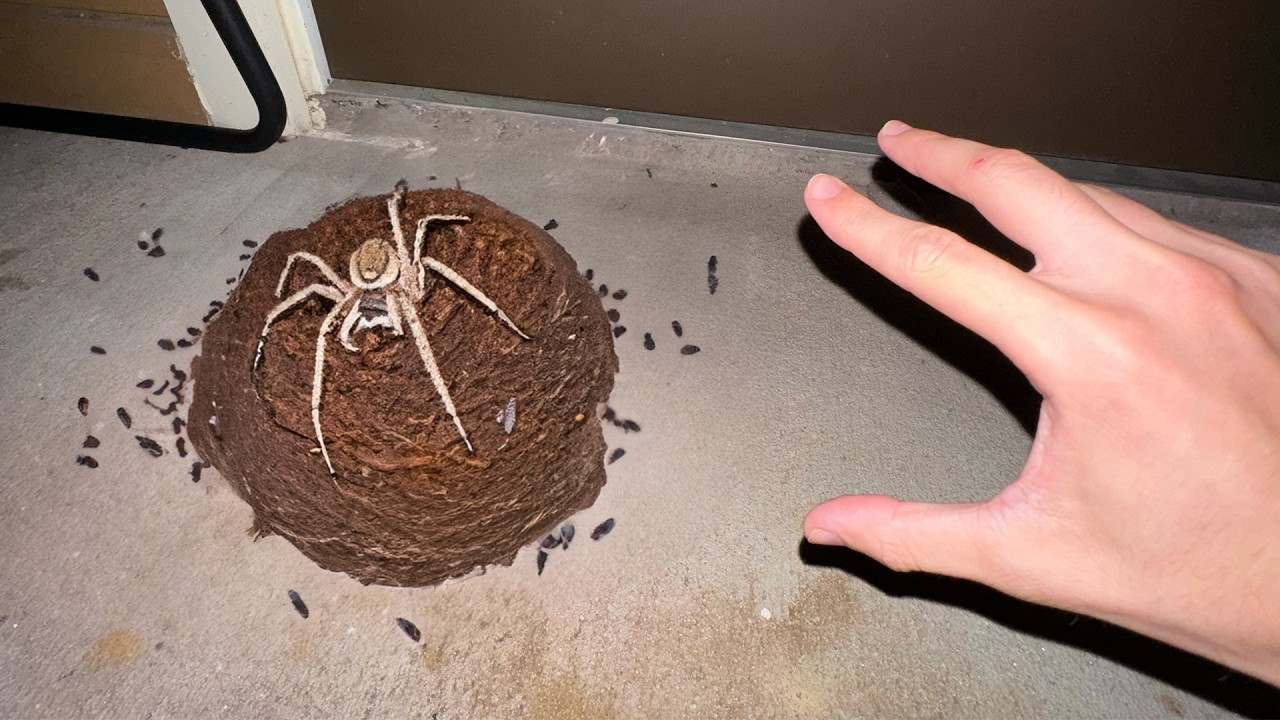 Why did I touch this spider's nest...