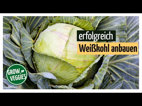 , title : 'Weißkohl erfolgreich anbauen | Gemüseanbau im Garten @Gartengemüsekiosk'